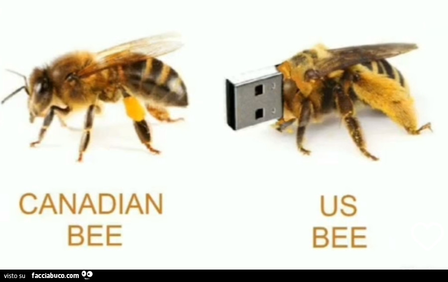 Canadian bee. Us bee