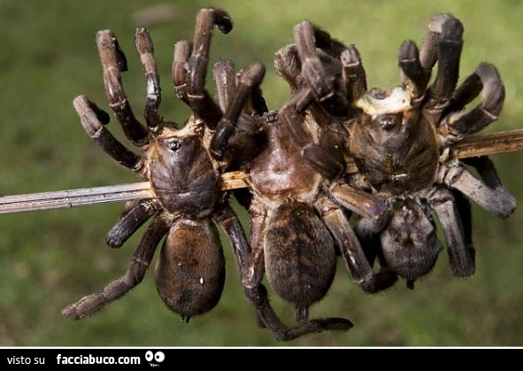 Vaccata