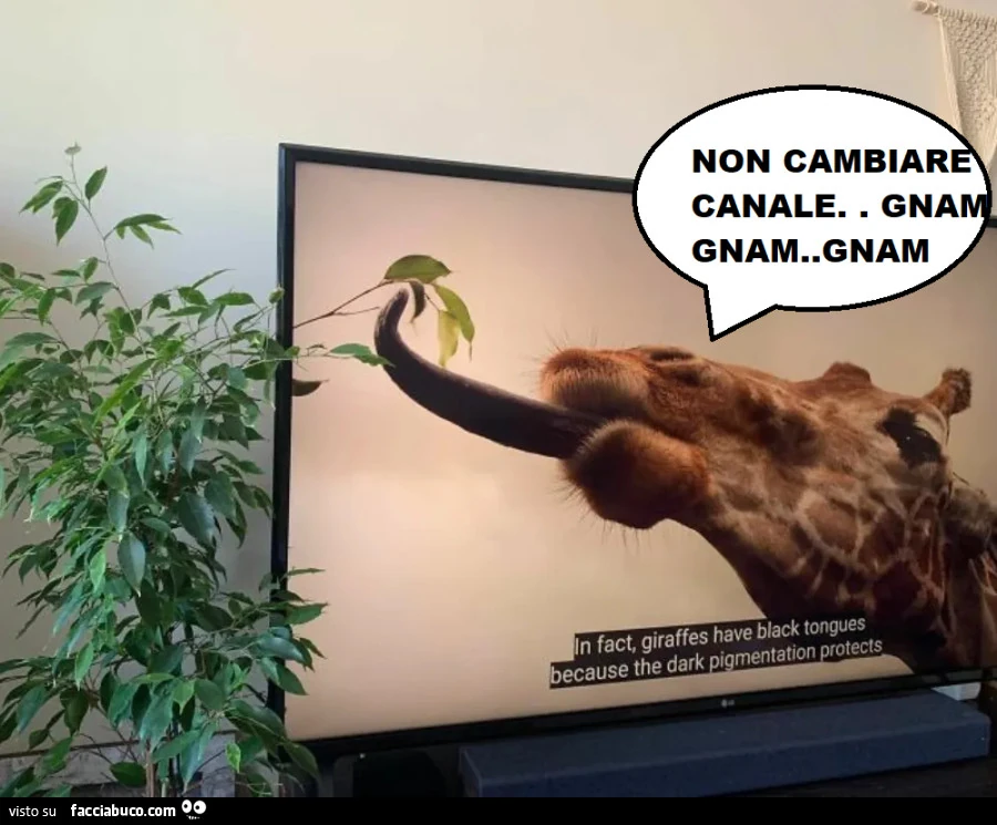 Vaccata