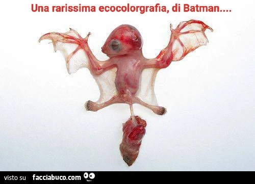 Una rarissima ecocolorgrafia, di batman