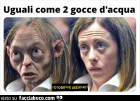 Vaccata
