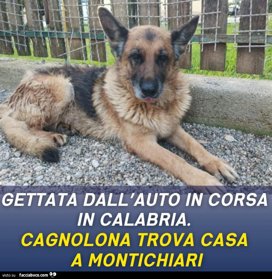 Vaccata