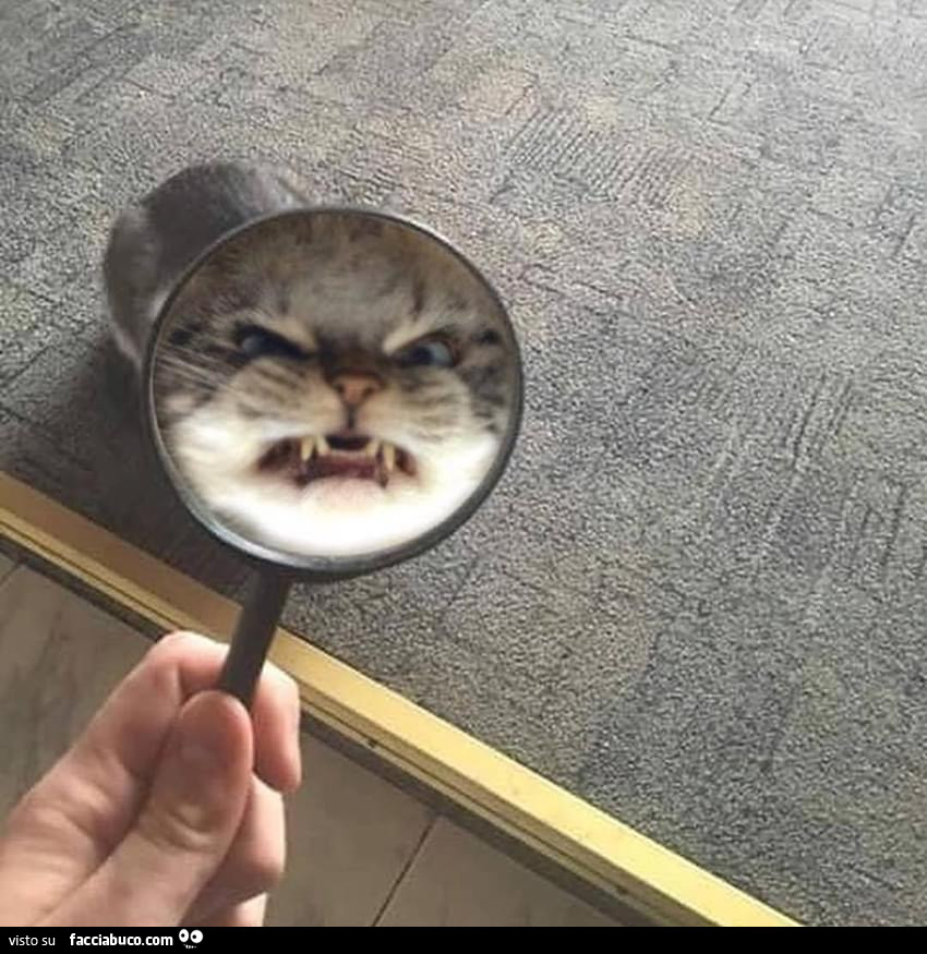 Gatto arrabbiato alla lente di ingrandimento