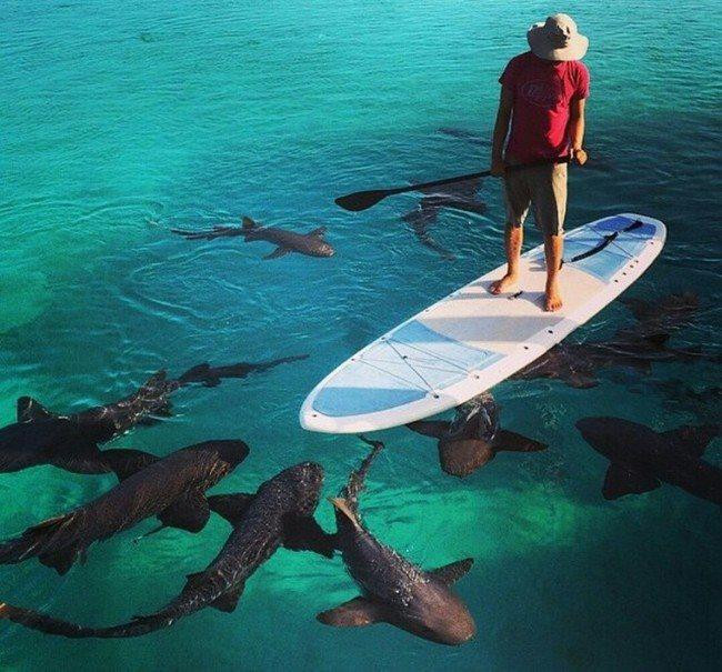 Tavola da surf circondata da squali