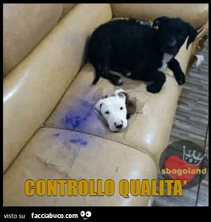 Vaccata