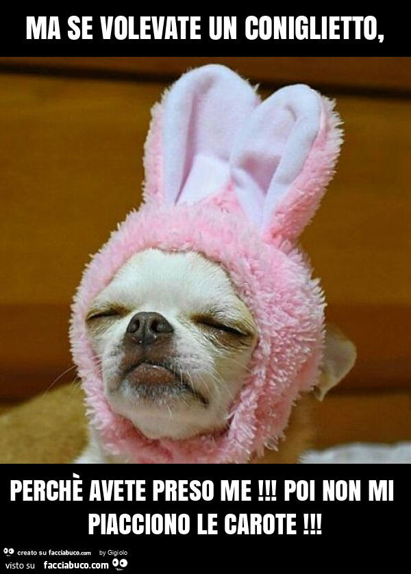 Ma se volevate un coniglietto, perchè avete preso me! Poi non mi piacciono le carote