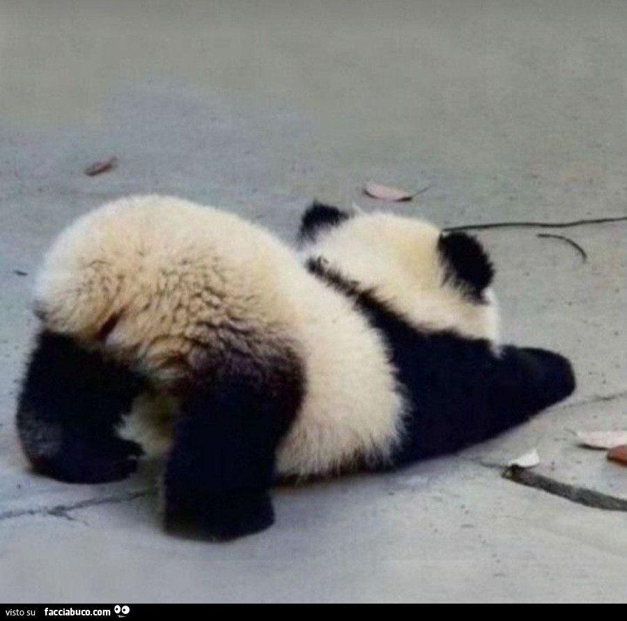 Il panda stanco