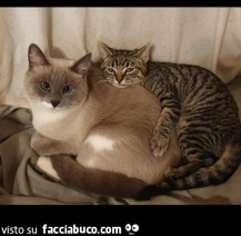 Vaccata