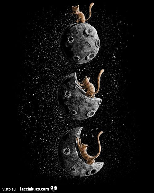 Gatto sulla luna