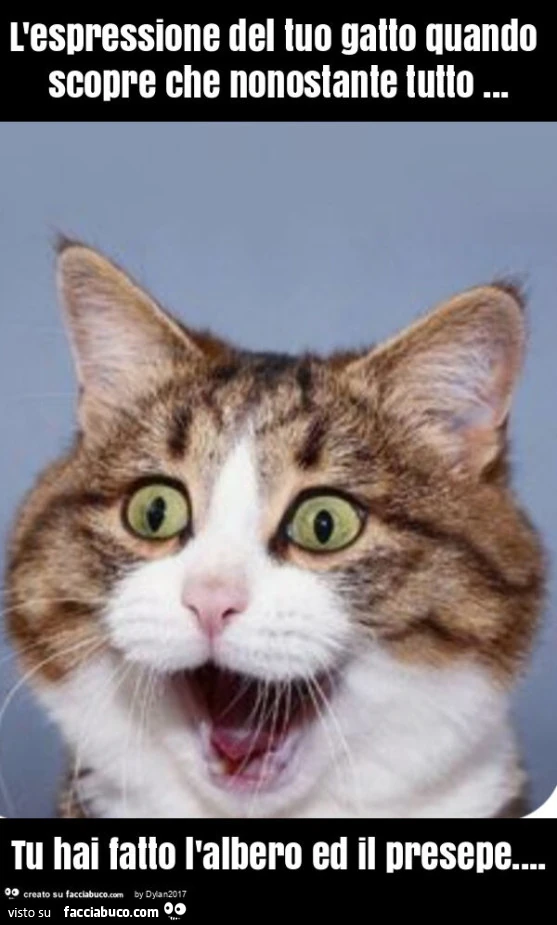 L'espressione del tuo gatto quando scopre che nonostante tutto… tu hai fatto l'albero ed il presepe